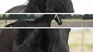 Stuteri Jägersborg Friesians wwwfrieserstutericom [upl. by Hgielah160]