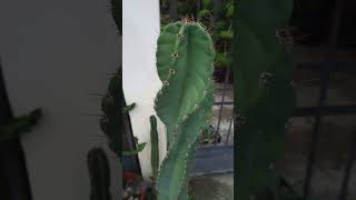 Cactus Cereus o Euphorbia [upl. by Waters]