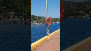 The amazing coral reefs in Coxen Hole port at Roatan lsland Honduras [upl. by Stubbs]