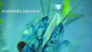 Scutariella Japonica  White Spots on Shrimps Face [upl. by Vaasta]