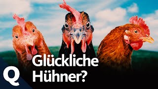 Mehr Tierwohl für Hühner Was jeder dafür tun kann Ganze Folge  Quarks [upl. by Joyann]