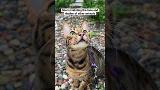 My cat’s chirp is mimicking birds and squirrels a documented hunting behavior outdoorsavannah [upl. by Peonir]