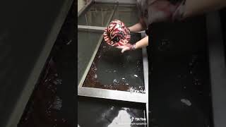 Red White and Blue Hydro dipping compilation respect usa diy satisfying smallbusiness trend [upl. by Vinnie]