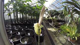 Amorphophallus croatii timelapse [upl. by Nohtan]