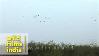 Grus grus  The common crane in Gujarat [upl. by Terrance]