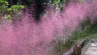 Muhlenbergia capillaris 002 [upl. by Laurianne]