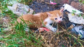 Rescue two tiny kittens on the germy place [upl. by Kaete]