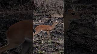 Steenbok at Kruger National Park South Africa [upl. by Ilona]