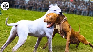 Trained Dogo Vs Pitbull Comparison  Pitbull Vs Dogo Argentino Real Video [upl. by Lorri]