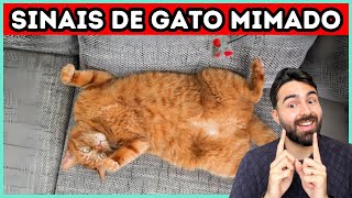 9 Sinais de Que Seu Gato É MIMADO [upl. by Gardia]