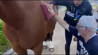 Les seniors d’une maison de retraite rencontre les chevaux de la police cannoise [upl. by Genie]