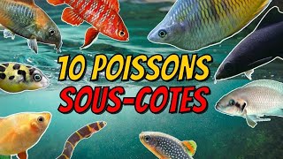 10 POISSONS SOUSCOTES EN AQUARIUM DEAU DOUCE  🐠  ANI MOOD [upl. by Jacoba369]