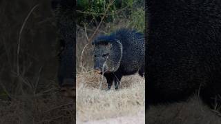 RUN JAVELINA RUN 🏃‍♂️ javelina running wildlife kingranch texas [upl. by Eidissac]