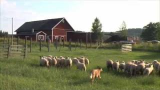 Australian Cattle Dog Herding Sheep [upl. by Ib]