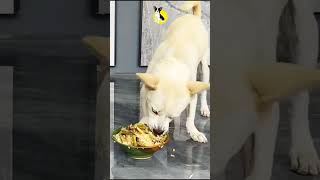 Baby Puppy Funny Videos shorts dogs puppy puppies funny dog review [upl. by Javler]