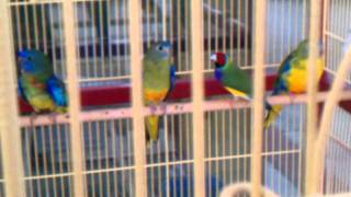 scarlet chested and Bourke PARAKEET with LADY GOULDIAN FINCH [upl. by Beata]