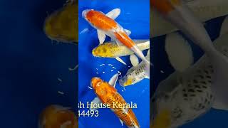 Japanese Koi Fish More details Koi Fish House Kerala Malappuram Kottakkal 9544744493 [upl. by Sutphin825]