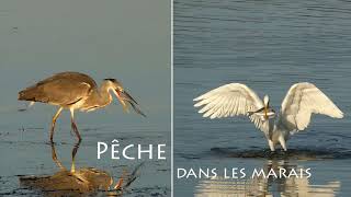 Pêche et vol  Héron Aigrette Spatule Fishing and flying Heron Egret Spoonbill [upl. by Herc]