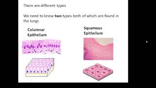 BTEC Applied Science Unit 1 Biology Epithelial Tissue [upl. by Coveney427]