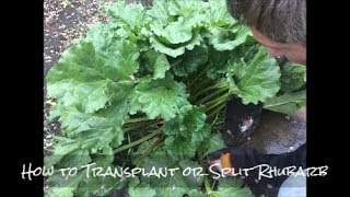 How to Transplant Rhubarb [upl. by Thordia797]