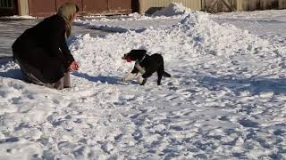 Border Collie Puppies for Sale [upl. by Harl]