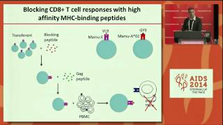 Universal MHCErestricted CD8 T cell responses participate in cytomegalovirus vaccine [upl. by Tasha252]