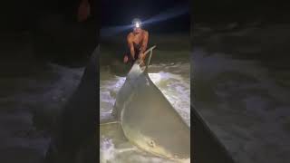 Land Based Shark Fishing 🤙🏻 sharkfishing fishing sharklife hammerheadshark lbsf giantfish [upl. by Sigismundo]