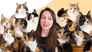 6 Facts You Probably Didnt Know About Calico Cats [upl. by Annohsak]