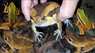 Catch the funny big eyed frog catch the fuzzy toad [upl. by Trebron949]