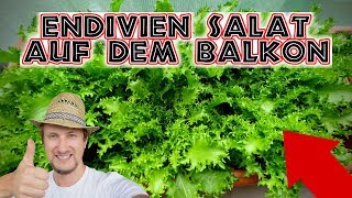 Endivien Salat anbauen 🥗 Wintersalat auf dem Balkon Garten [upl. by Nnaeiluj]