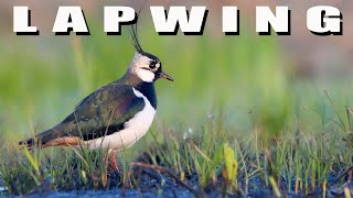 Northern Lapwing Birds during breeding season [upl. by Arita755]