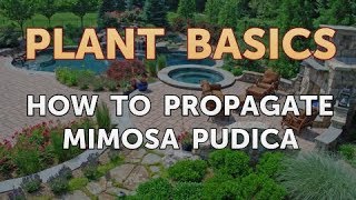 How to Propagate Mimosa Pudica [upl. by Aseram]