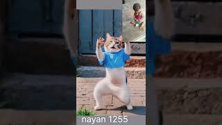 Nice 🥀 funny video cats dance 🍀 shortshort cat trindingecuteanimal [upl. by Jessamine]