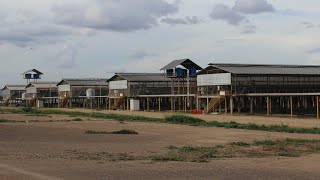 Estas son las Granjas de Gallinas Ponedoras de la Organización El tunal [upl. by Jerol]