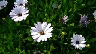 MARGARITA DEL CABO Osteospermum fruticosum wwwriomoroscom [upl. by Luckin]