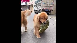 Golden retriever holding a pumpkin surrounded by other golden retrievers😂 [upl. by Wandy]