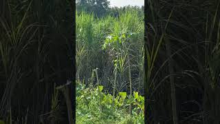 Sugarcane falling sugarcane agriculture agriculturelife [upl. by Devina]