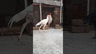 Heera lovers check this Bird [upl. by Ahtela]