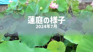 蓮庭の様子～202407～ [upl. by Dilly]