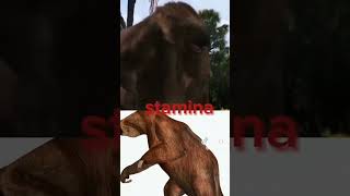 Megatherium vs Eremotherium [upl. by Octavius906]