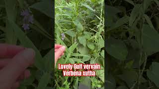 Gulf vervain Verbena xutha is a native TX choice similar to verbena bonariensis butterflygarden [upl. by Maybelle475]