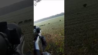 🐗🐗 hunting chasse охота wildboar caccia hog [upl. by Ola]