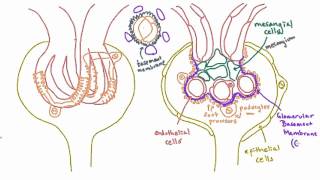 Glomerular Basement Membrane GBM  Anatomy [upl. by Nirrat62]