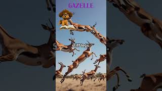 GAZELLE FUN FACT animalsshorts fun FACT [upl. by Anema535]