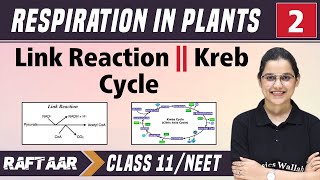 Respiration in Plants 02  Link Reaction  Kreb Cycle  Class 11NEET  RAFTAAR [upl. by Eltsirc365]