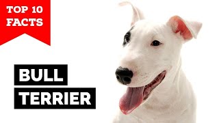 Bull Terrier  Top 10 Facts [upl. by Arman807]