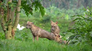 দিনের বেলা এই শিয়াল দম্পতি কি করছে দেখুন [upl. by Claresta]