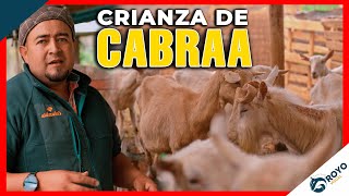 Crianza de cabras lecheras raza Saanen y Alpinas [upl. by Derriey341]