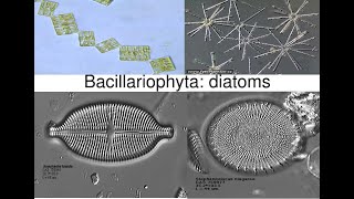 Bacillariophyta DiatomsPhycology and Bryology [upl. by Alistair]