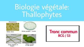 Introduction thallophytes [upl. by Meghan]